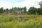 A fallen tree in a pond surrounded by a field of Goldenrod, wildflowers, grasses and trees in Antioch, Illinois