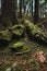 Fallen tree with protruding branches covered with green moss