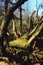 Fallen tree with protruding branches covered with green moss