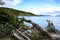 Fallen tree on shore of lake in National Park Tierra del Fuego with  in Patagonia, Provincia de Tierra del Fuego, Argentina