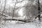 Fallen tree in the snow blocks the path in the snow in the forest against a Blizzard and low visibility. Exit to the river Bank in