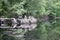 Fallen Tree in Still Pond