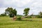 fallen tree  after storm ,  uprooted tree