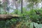 Fallen tree in tropical rainforest plants at mon jong international park Chaingmai