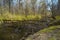 Fallen tree trunk bridge in narrow river, mountain bike route, forest thickets dirt road route, spring flowers vegetation