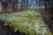 A fallen tree trunk in a deciduous forest, covered with moss, algae and grass, perspective view.