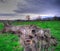 A fallen tree trunk in an English parkland