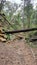 Fallen tree trunk over Overgrown and abandoned railway cutting