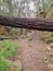 Fallen tree trunk over Overgrown and abandoned railway cutting