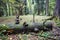 Fallen tree trunk overgrown hub in the woods