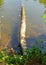 Fallen tree trunk partialy submerged in the water