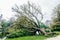 Fallen tree in Vondelpark Amsterdam The Netherlands in a cloudy day