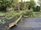 Fallen Tree in Washington DC in Summer