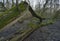 Fallen Tree in Wet Woodland