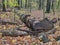 Fallen tree woodland floor