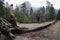 Fallen Tree in Yosemite Valley with Mountains Behind