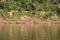 Fallen trees along the shore of the Tambopata River in the rainforest of Peru, South America