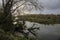 Fallen trees on the banks of the river. river tejo in Salvaterra de Magos, Portugal.