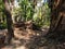 Fallen trees in city parks