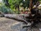 Fallen trees in city parks