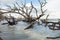 Fallen trees in flood tide