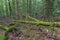 Fallen trees in forest