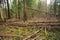 Fallen trees in a forest scene in Europe. Dense forest, no path, no people, cloudy daytime