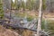 Fallen trees by redfich creek.