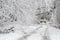 Fallen trees on road in winter snow storm