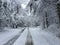 Fallen trees on road in winter storm Quinn