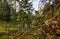 Fallen trees in suburban garden