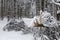 Fallen trees under the snow load, heavy snowfall damages forest