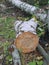 The fallen trunk of a birch and a cut of the trunk with growth rings