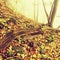 Fallen trunk in golden autumn forest, tourist stony footpath. Broken rotten tree.