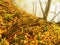 Fallen trunk in golden autumn forest, tourist stony footpath. Broken rotten tree.