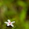 Fallen tung flowers