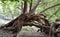 A Fallen, Twisted, Tree Trunk at North Pond