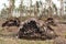 Fallen, uprooted pine trees in the forest. An adult trees lies on the ground after storm. The roots of the tree