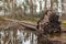 Fallen, uprooted pine trees in the forest. An adult trees lies on the ground after storm. The roots of the tree