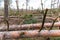 Fallen, uprooted pine trees in the forest. An adult trees lies on the ground after storm. The roots of the tree