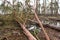 Fallen, uprooted pine trees in the forest. An adult trees lies on the ground after storm. The roots of the tree