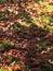 Fallen walnut leaves on green grass, partial focus. Autumn Park. Close-up. Partial focus