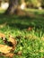 Fallen walnut leaves on green grass, partial focus. Autumn Park. Close-up. Partial focus