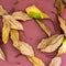 Fallen walnut tree leaves scattered on pale pink background