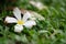 Fallen white plumeria flower