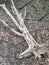 Fallen white tree leaves winter