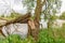 Fallen willow tree on the bank of a river