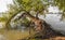 Fallen willow tree at the edge of a river