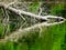 Fallen willow tree in green lake water with reflection