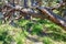 A fallen withered tree with twisted branches. Windbreak in the forest